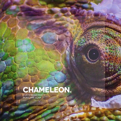 Chameleon - Live Stream Part 1