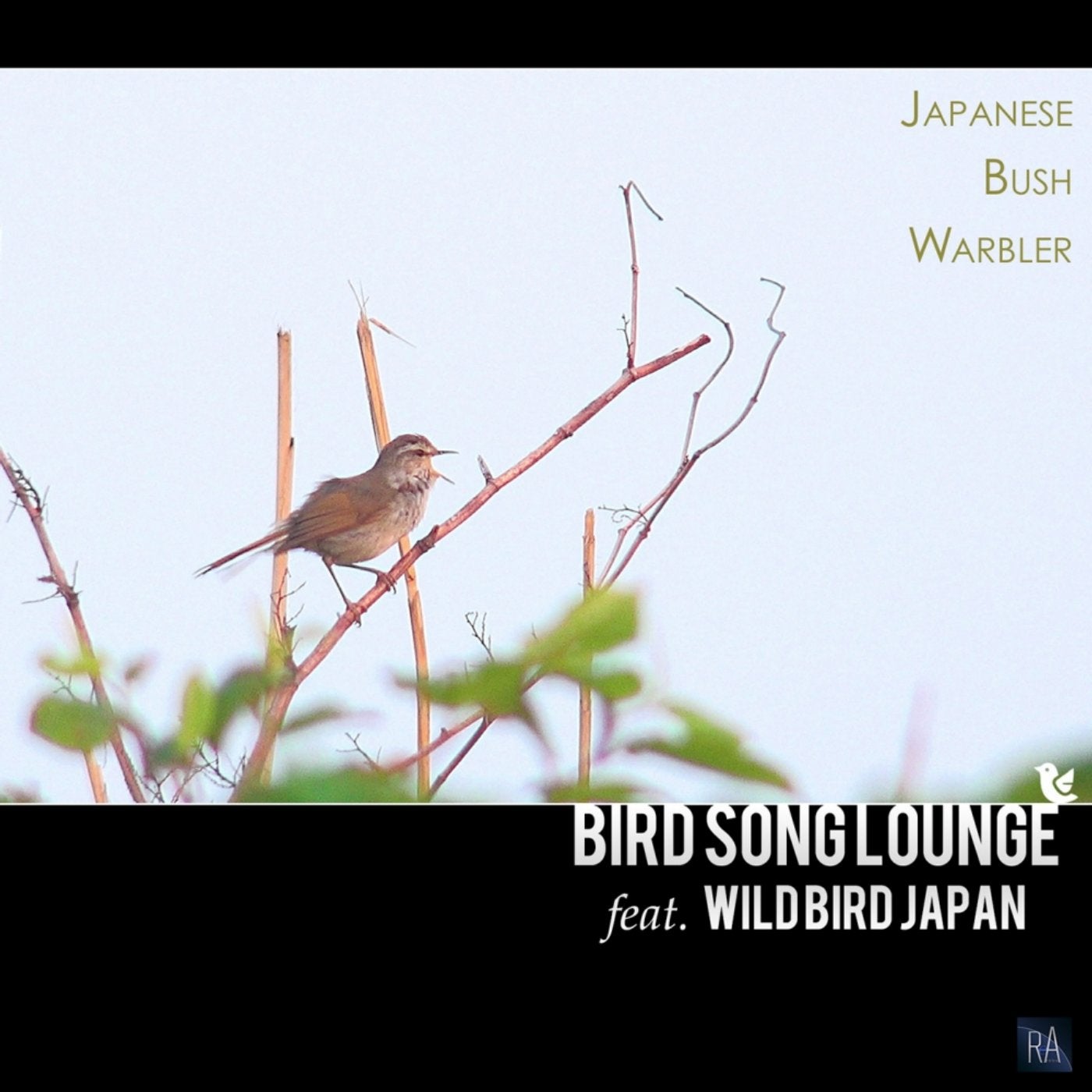 Japanese Bush Warbler