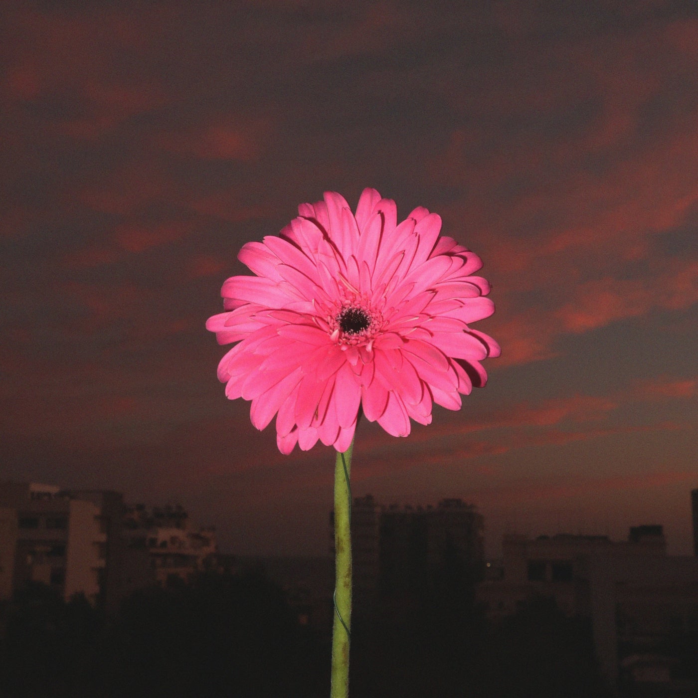 Say