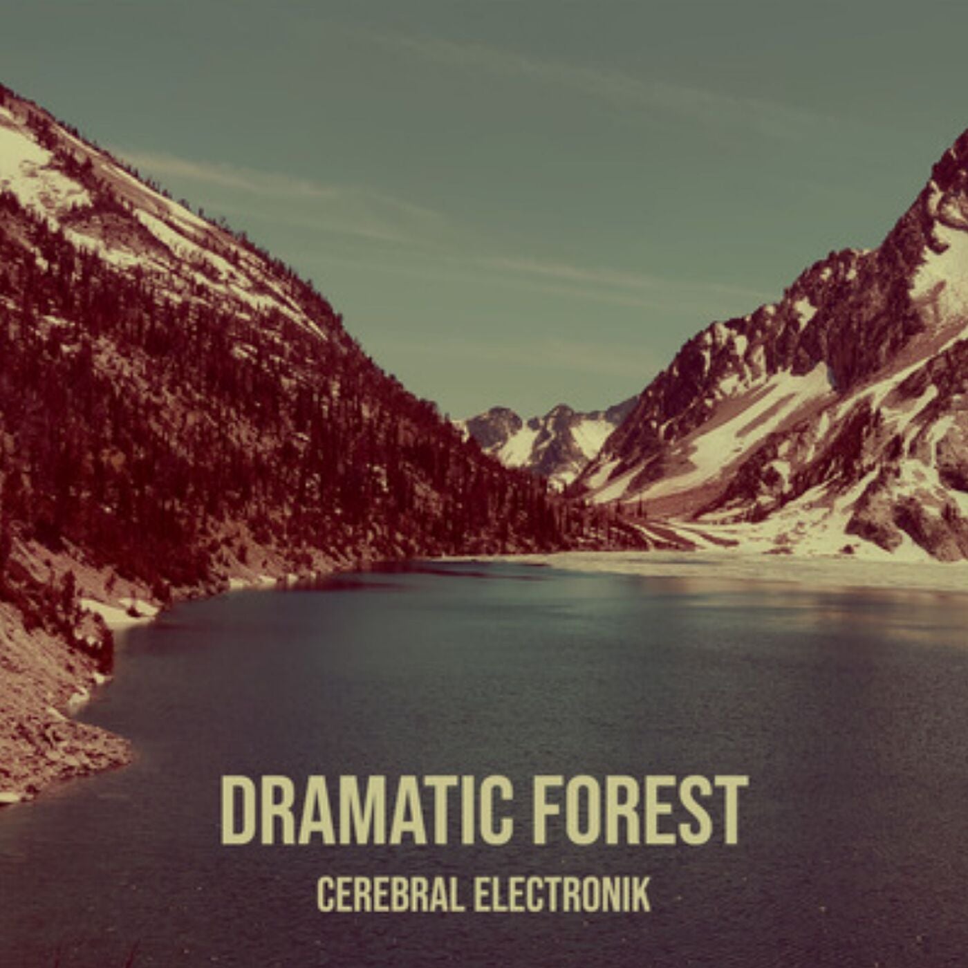 Dramatic Forest