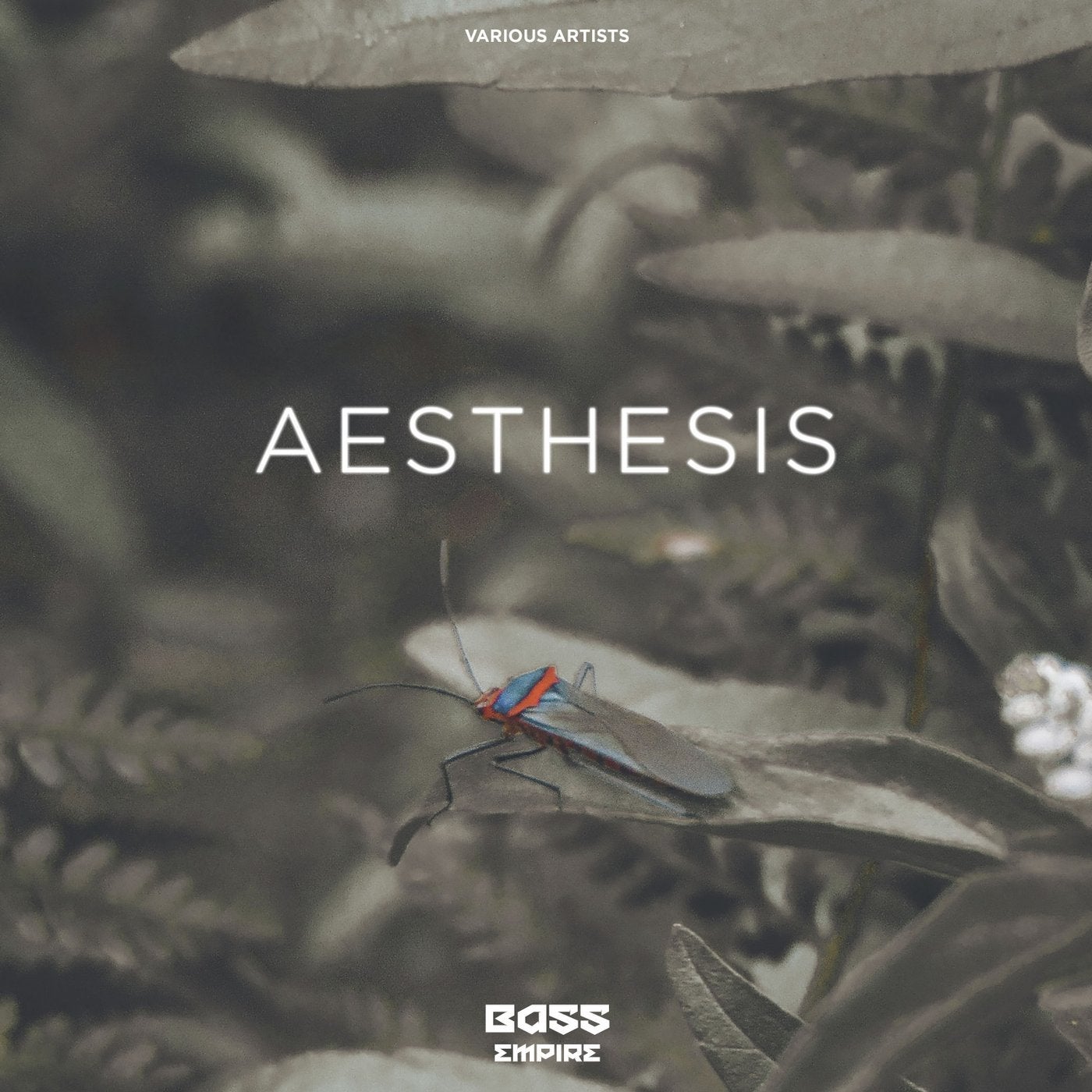 Aesthesis