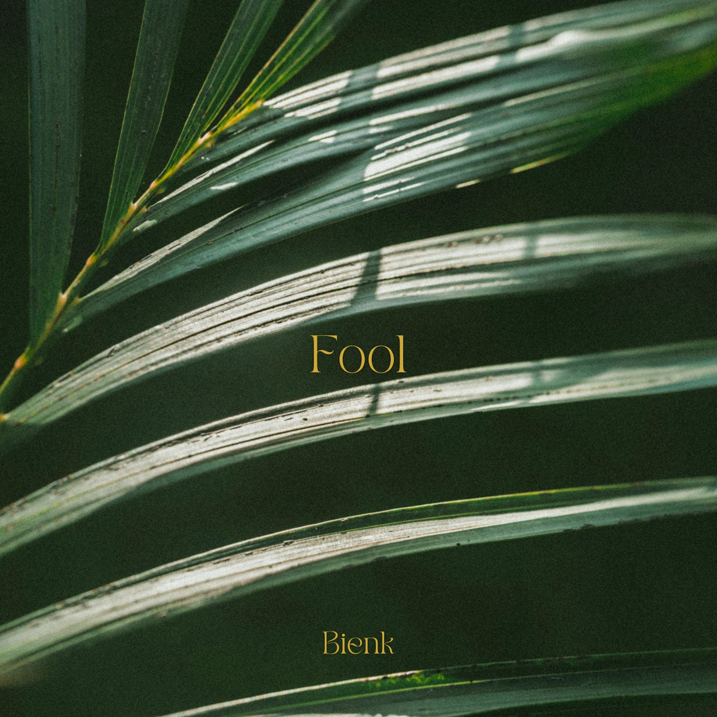 Fool
