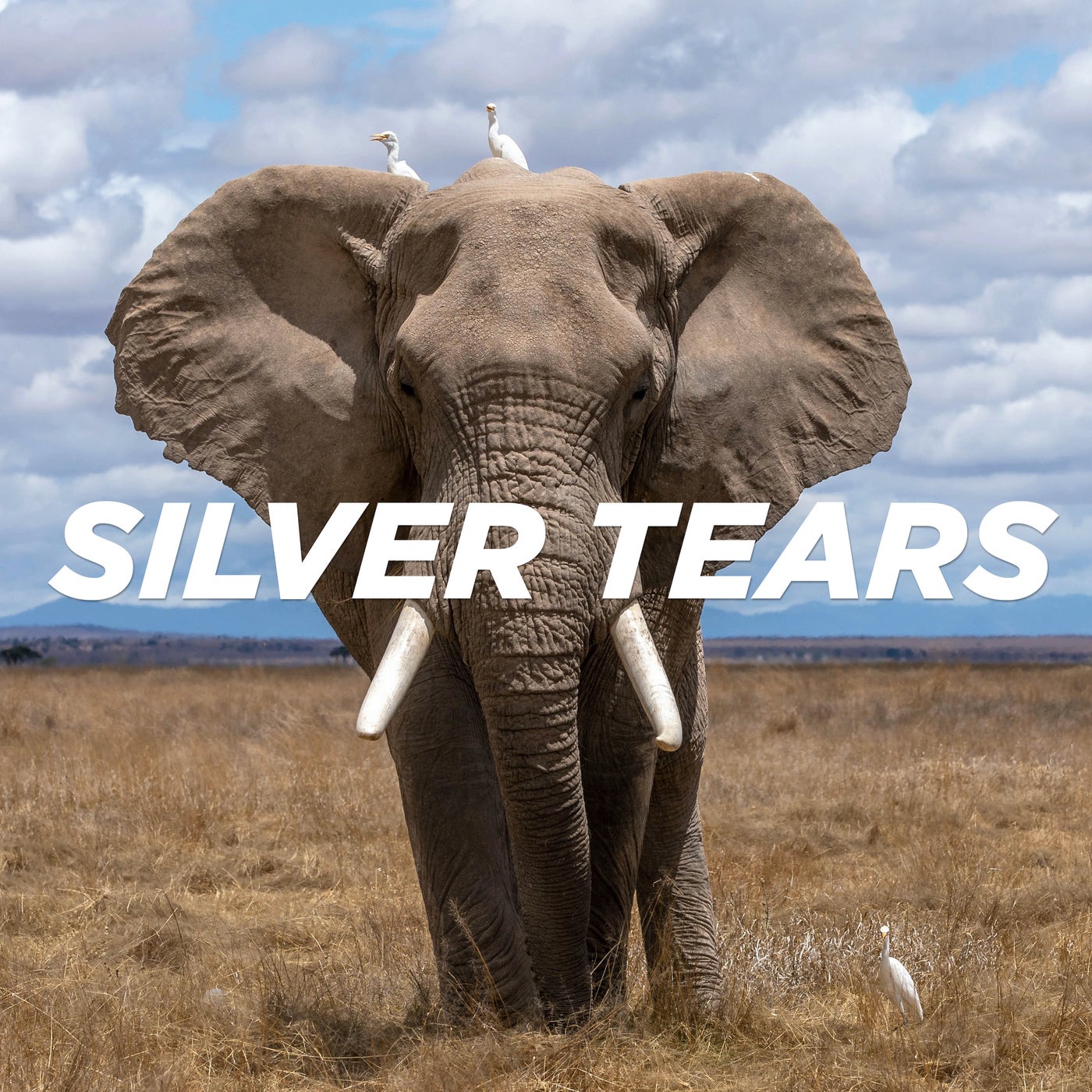 Silver Tears