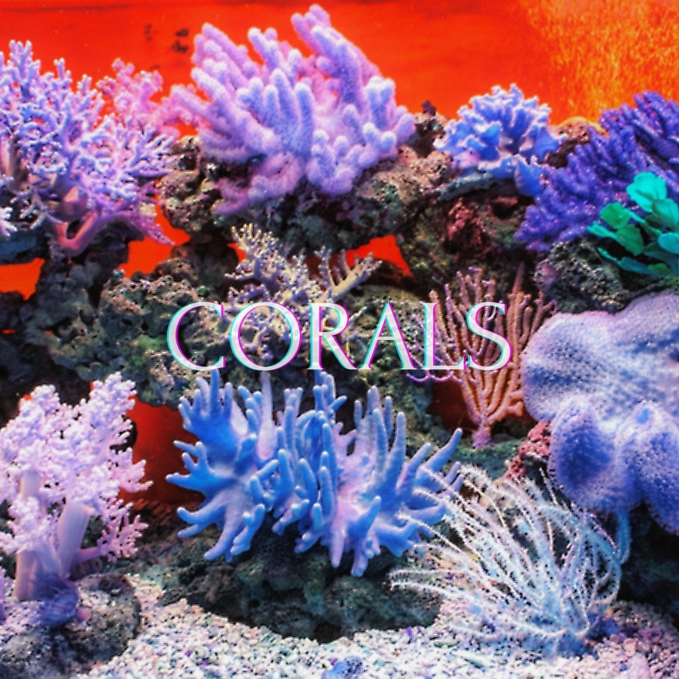 Corals