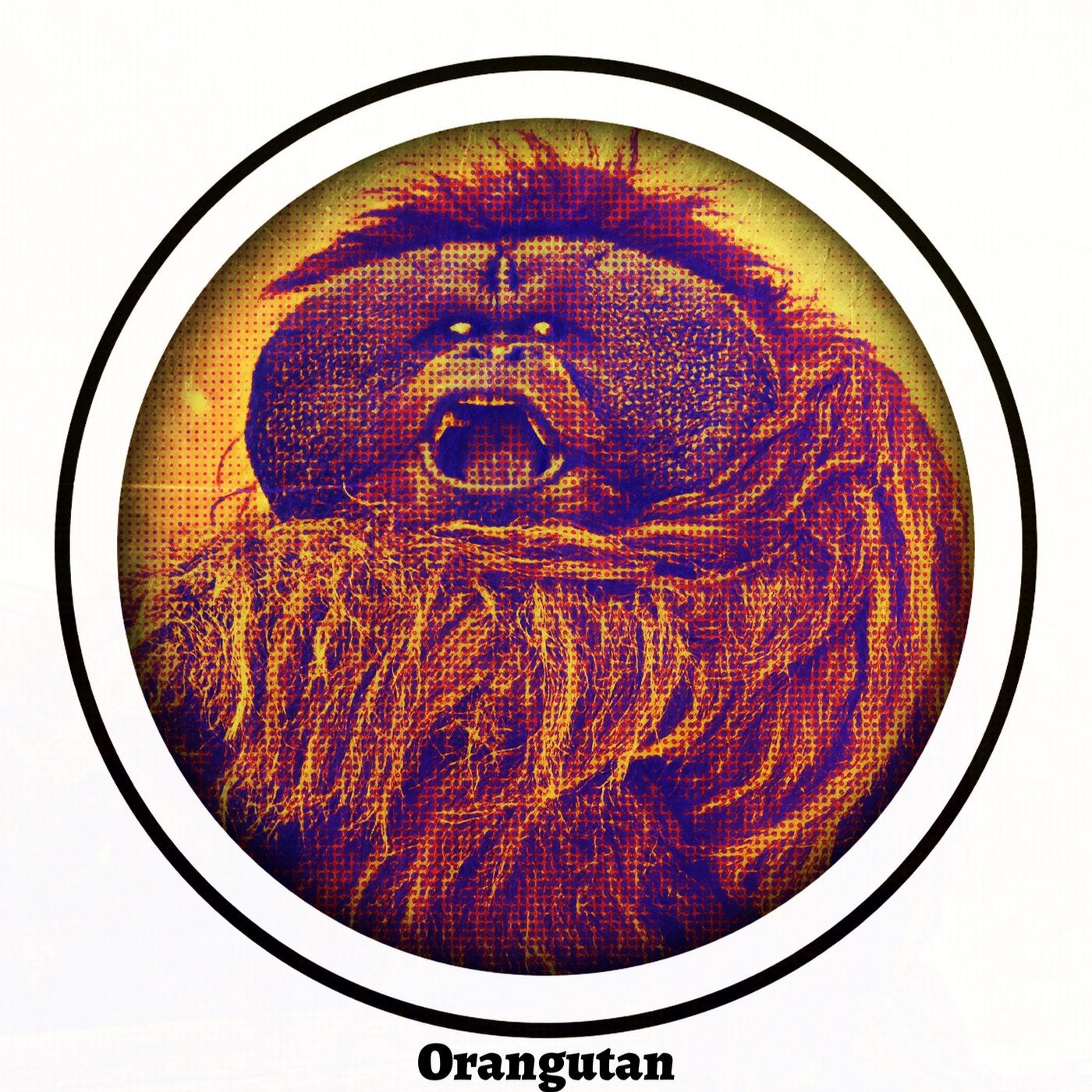 Orangutan