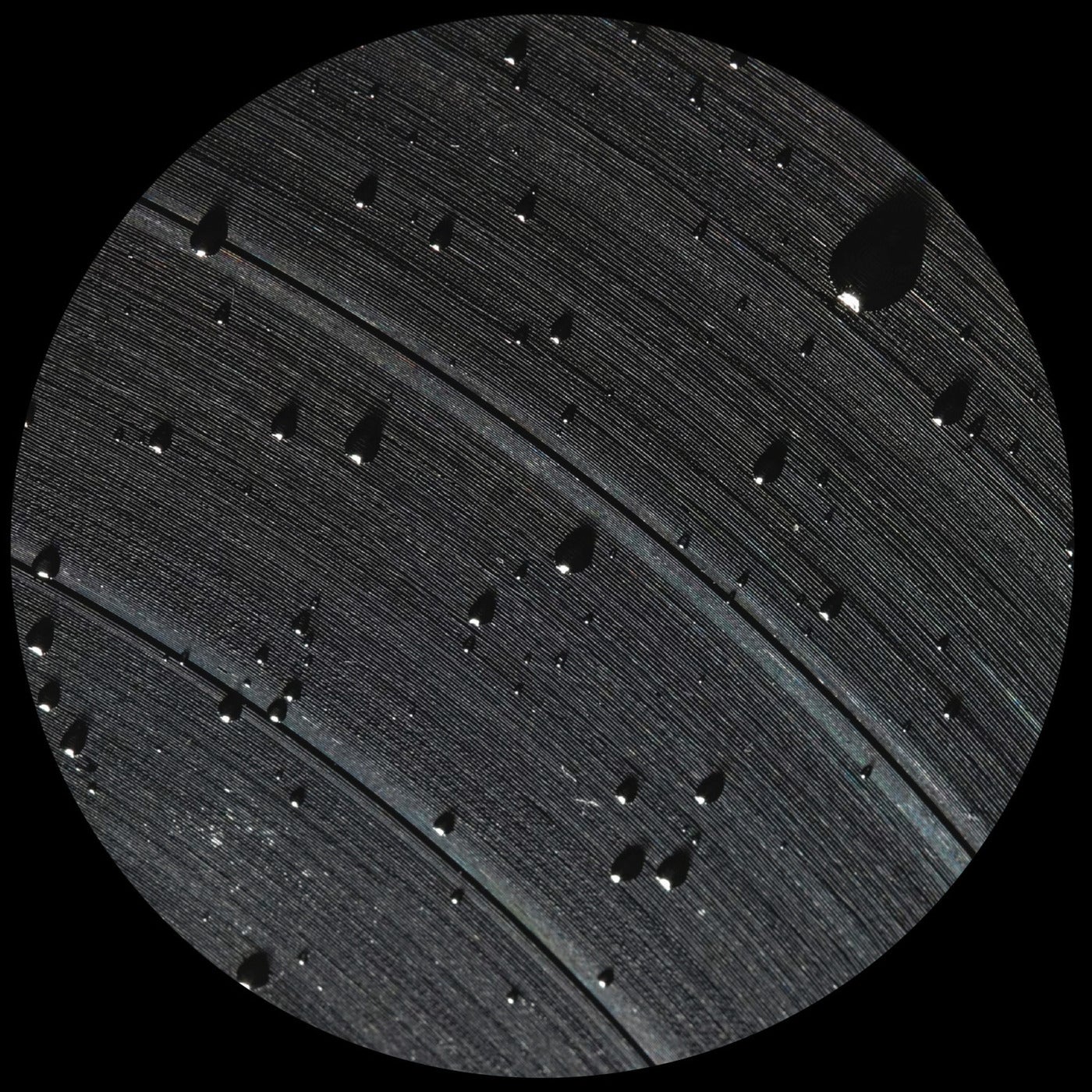 Black System