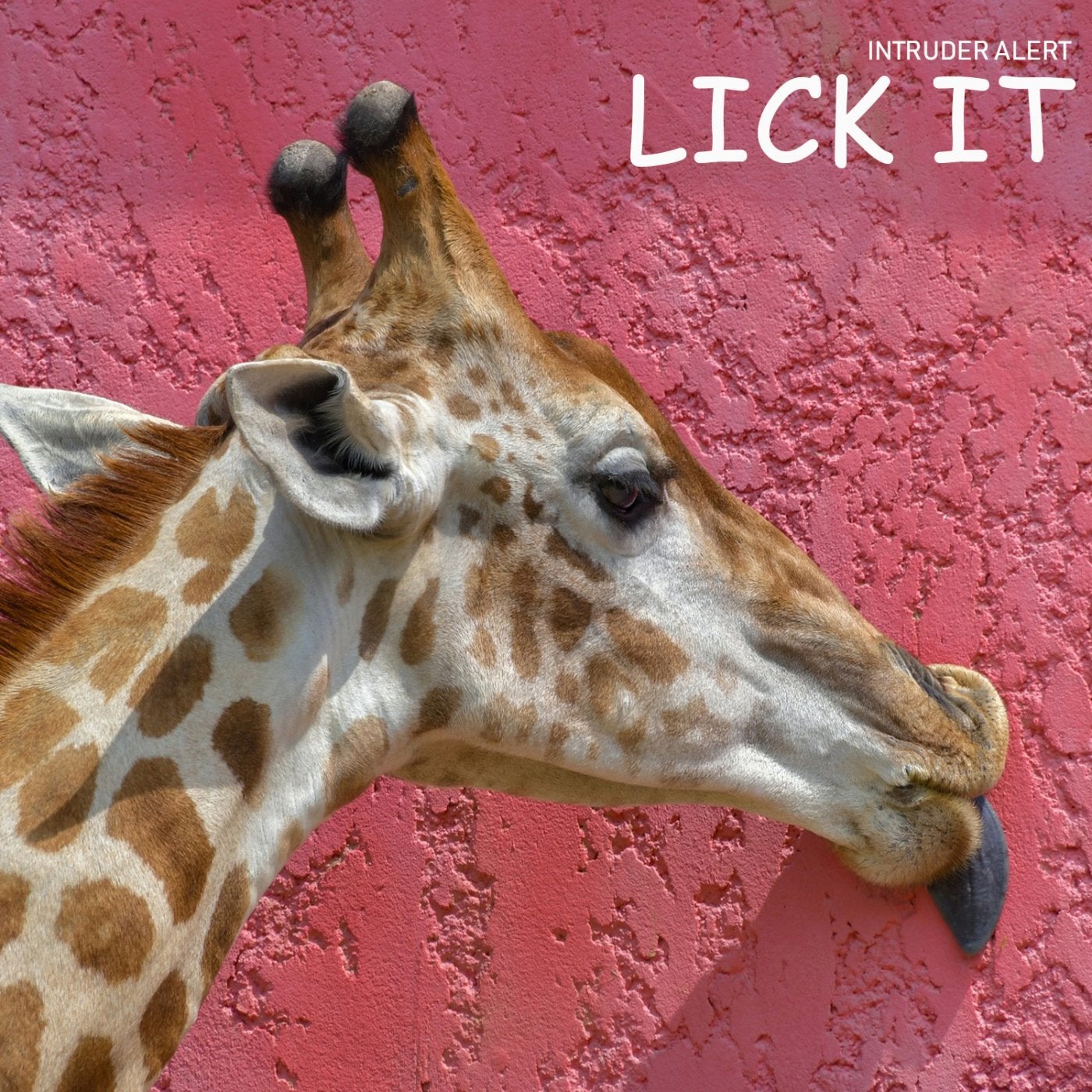 Lick It