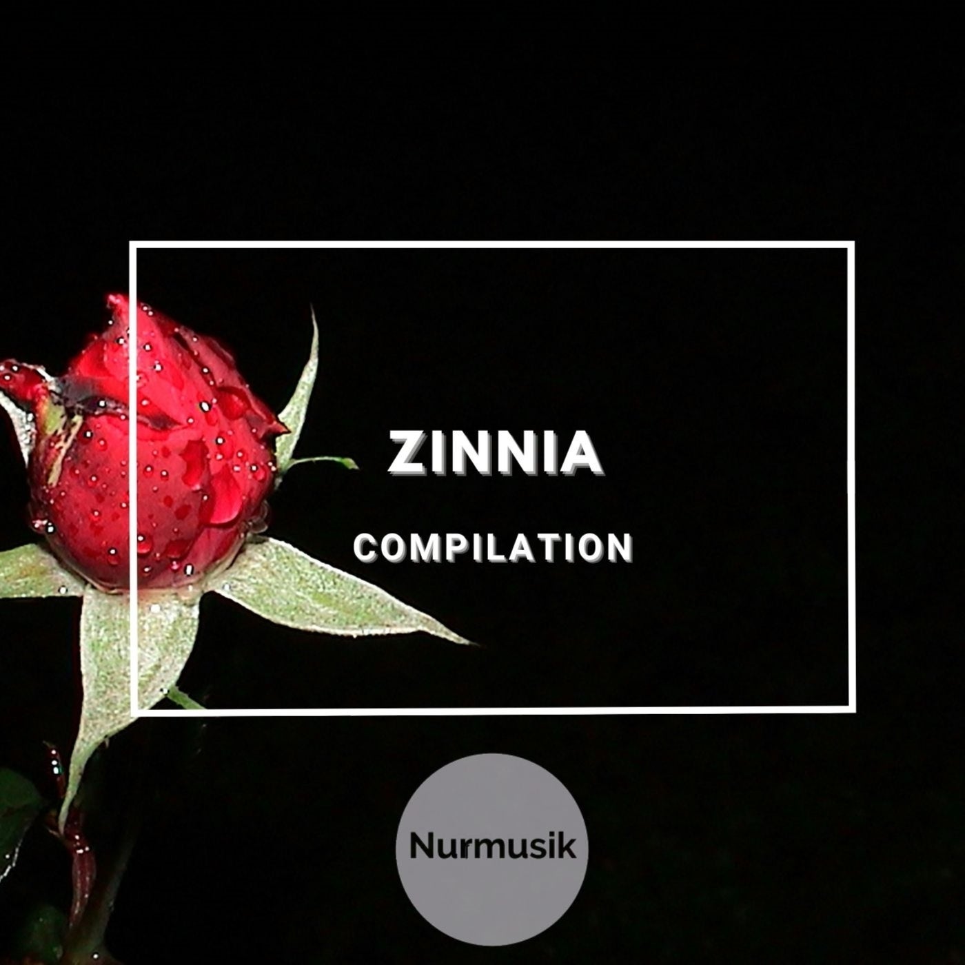 Zinnia
