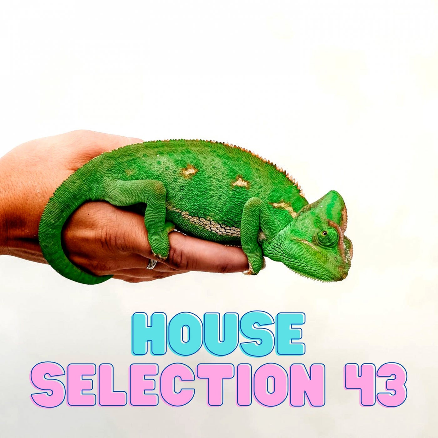 House Selection 43