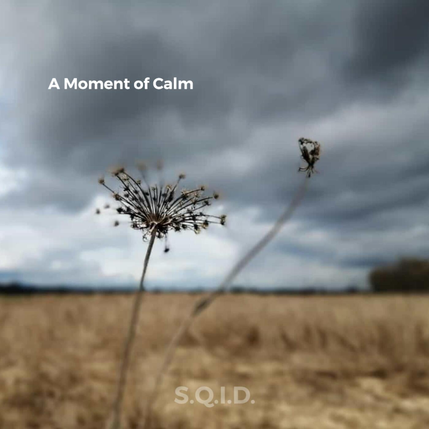 A Moment Of Calm