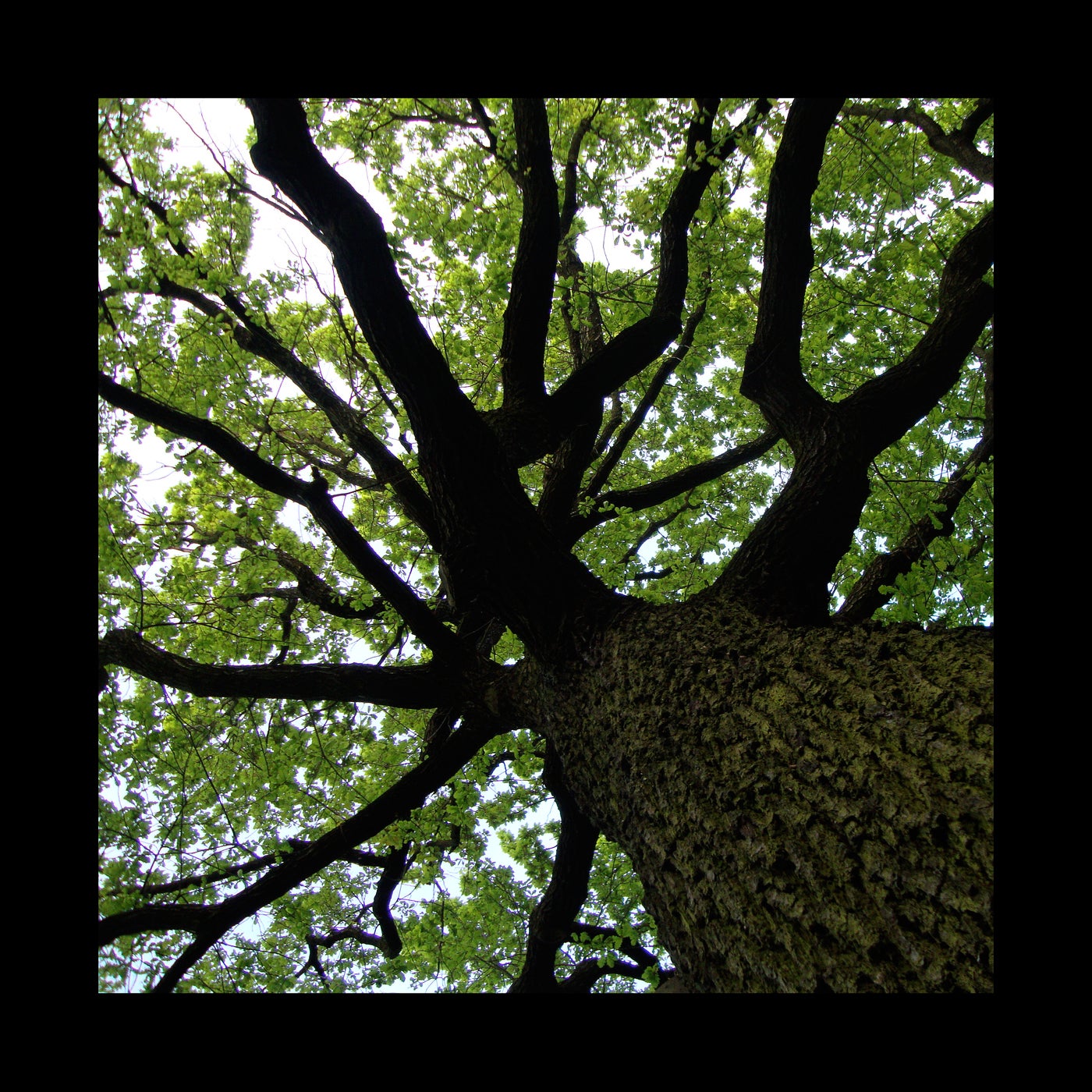 Broad Oak