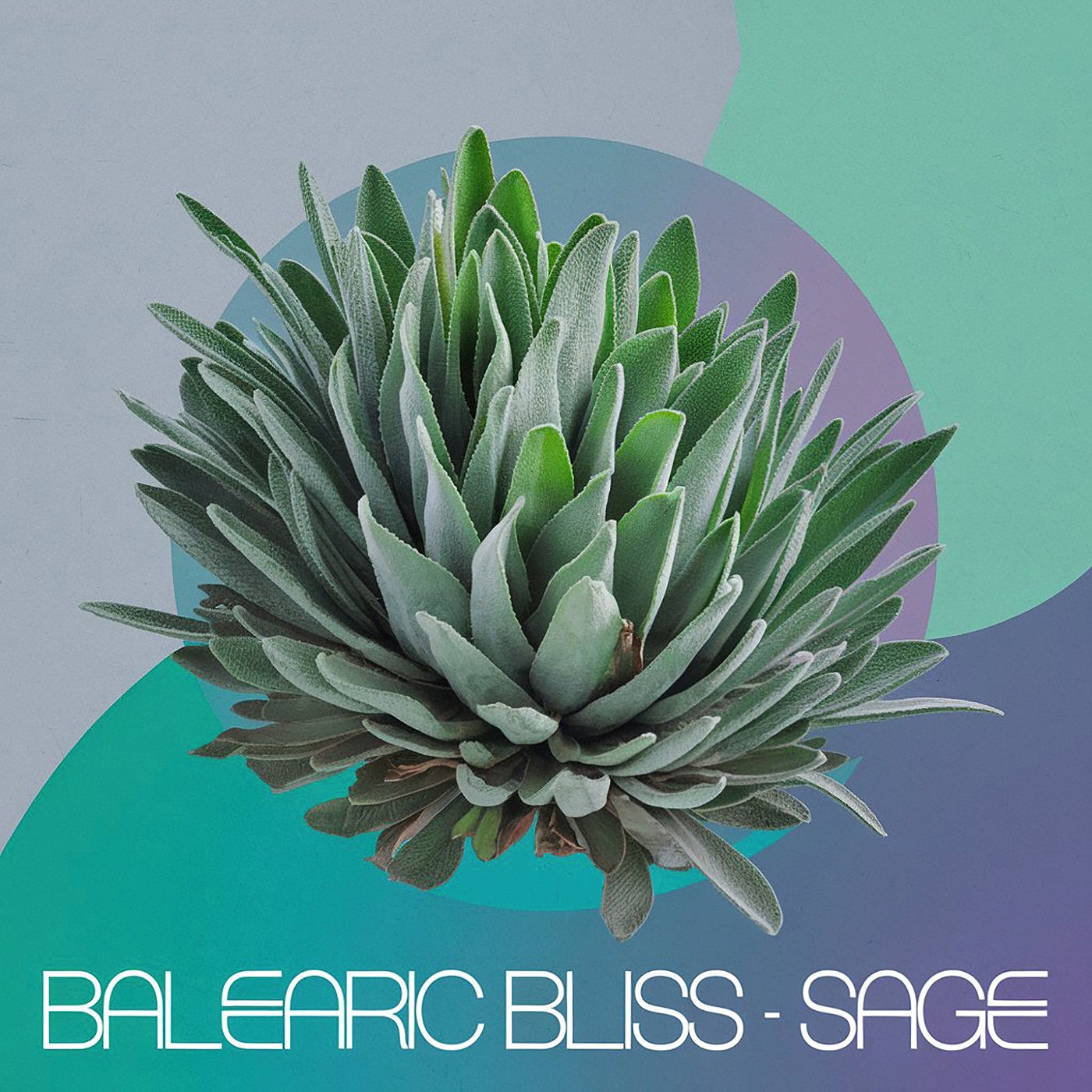 Sage