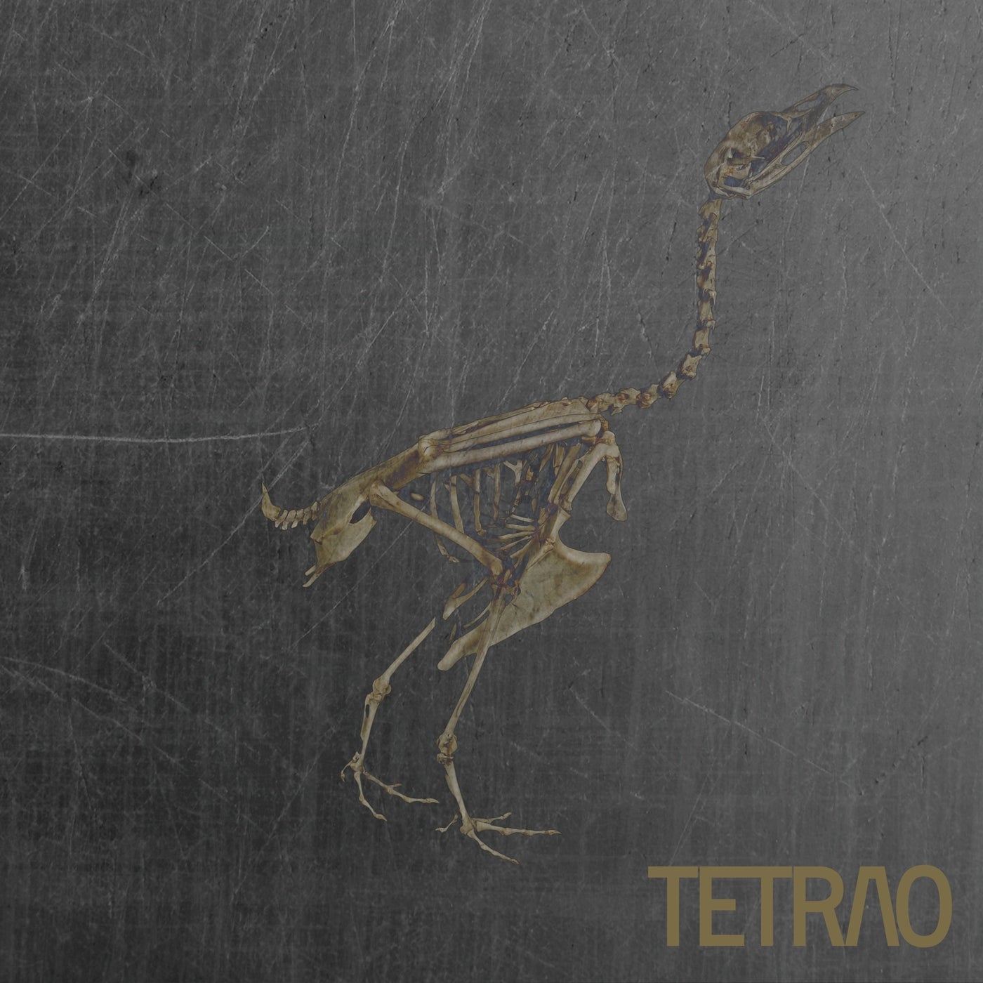 TETRAO V /  Volumen II