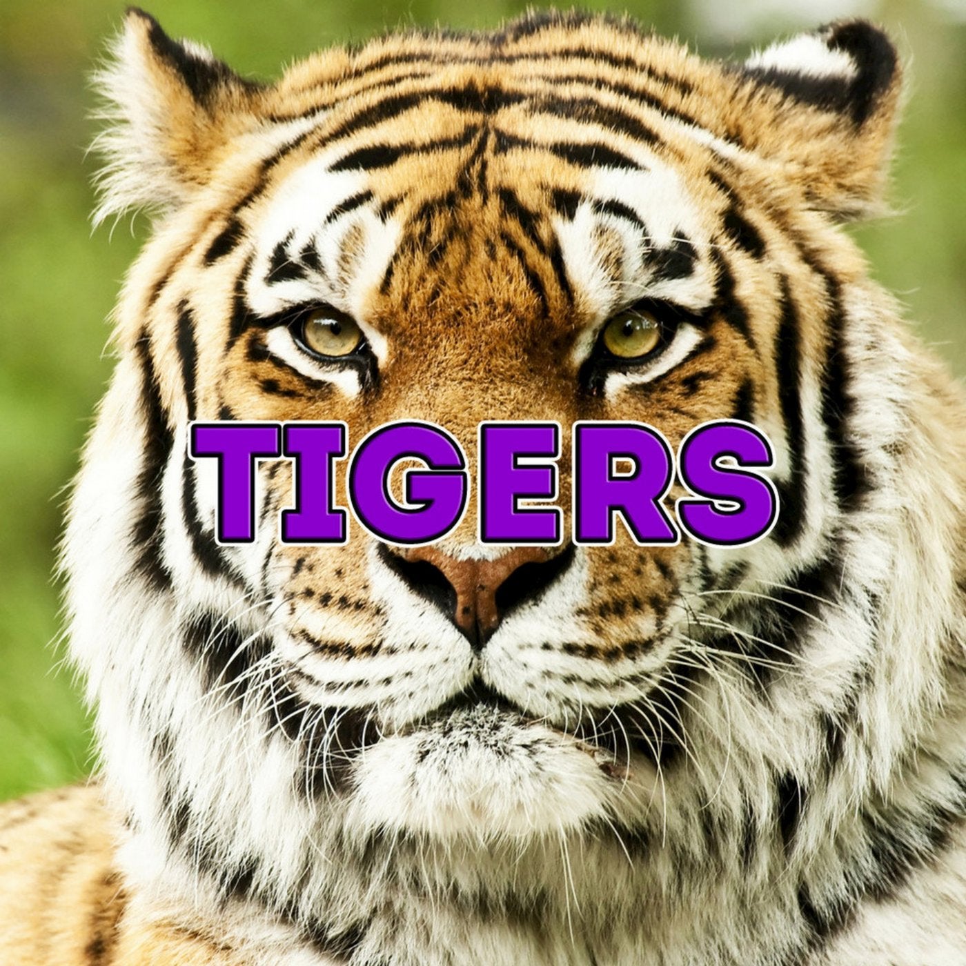 Tigers