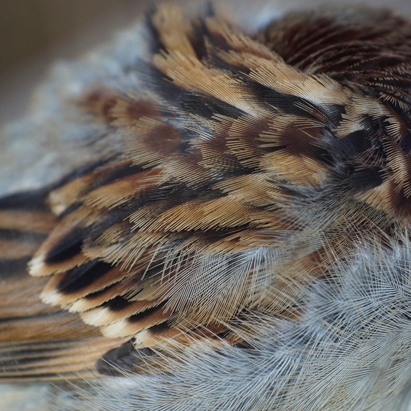 Feathers