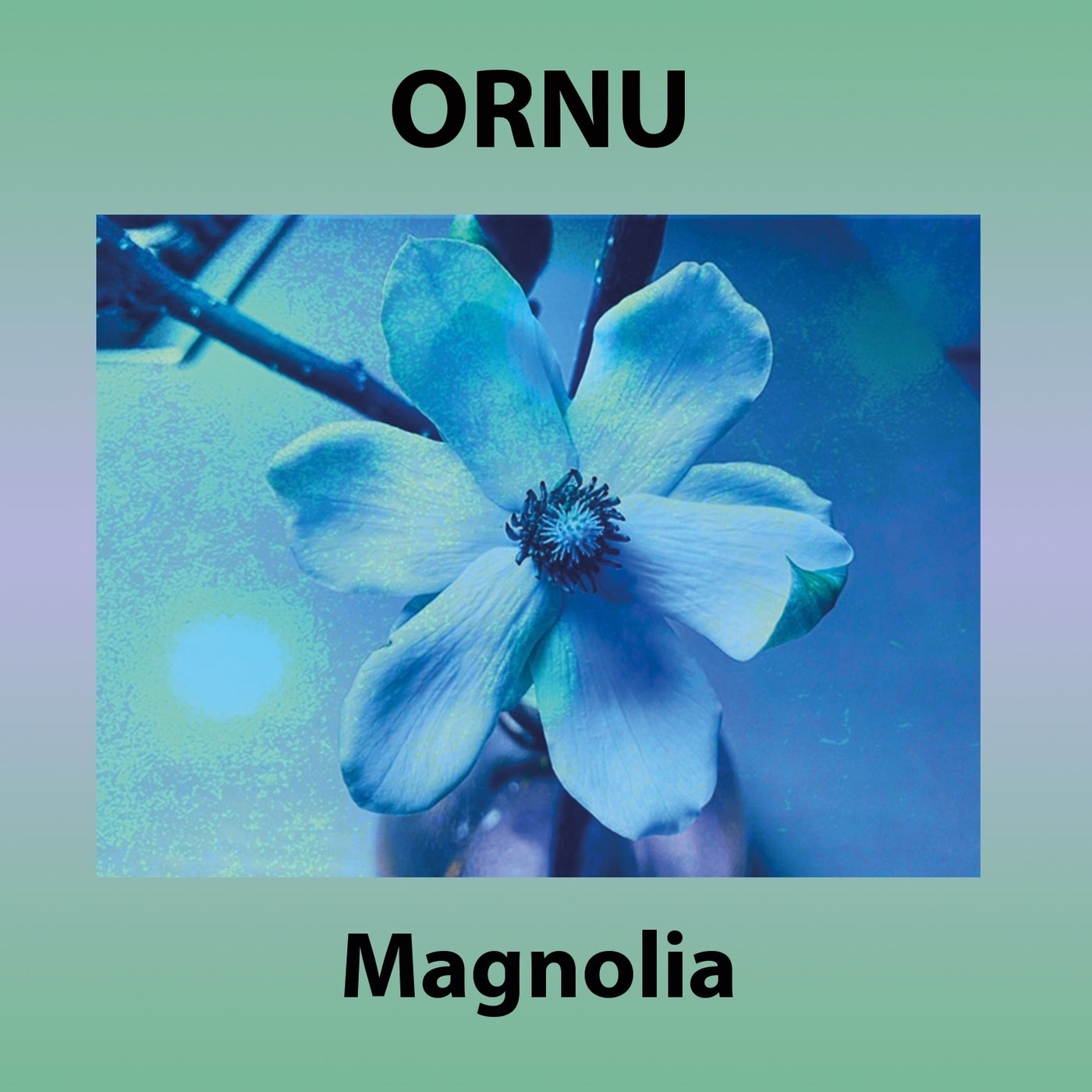 Magnolia