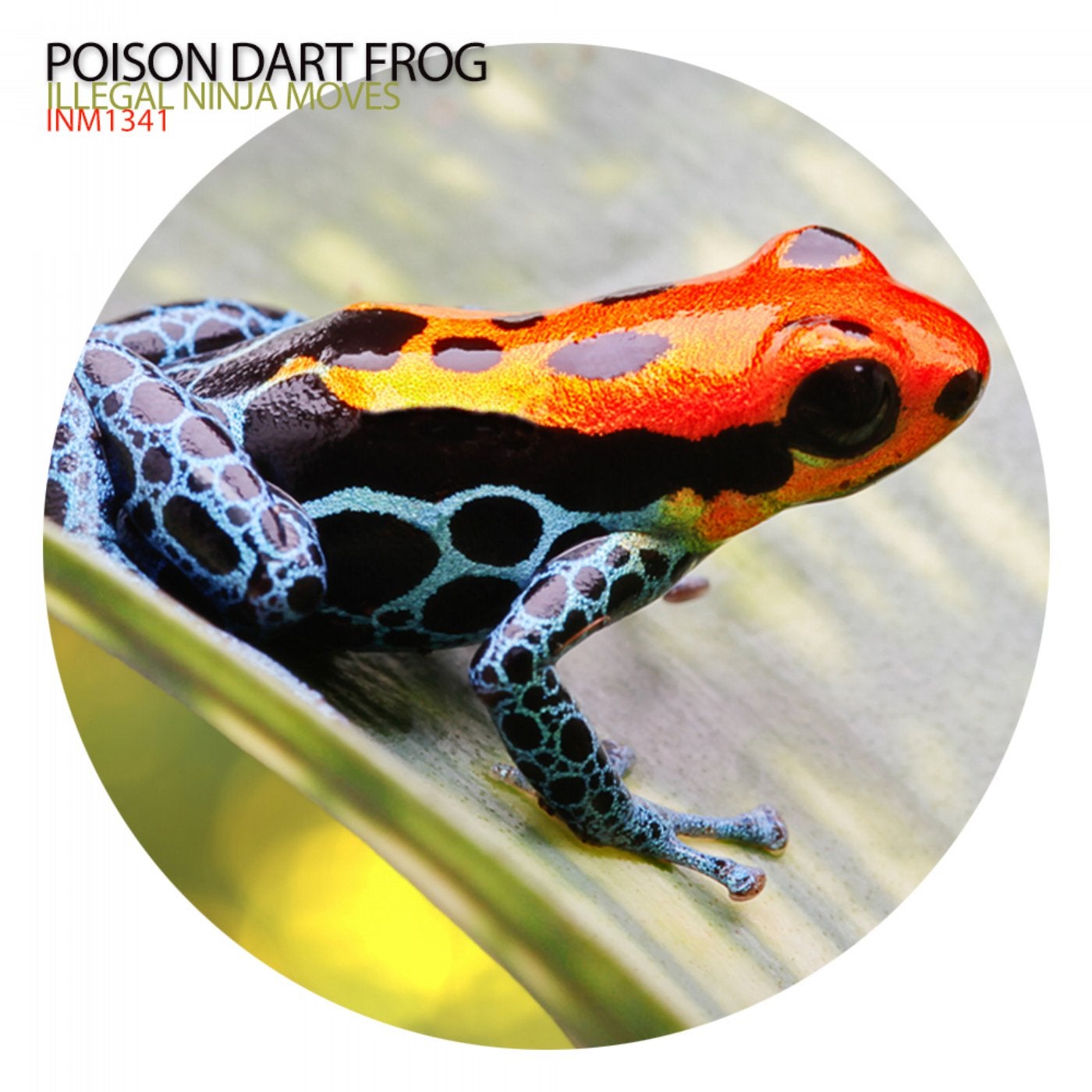 Poison Dart Frog