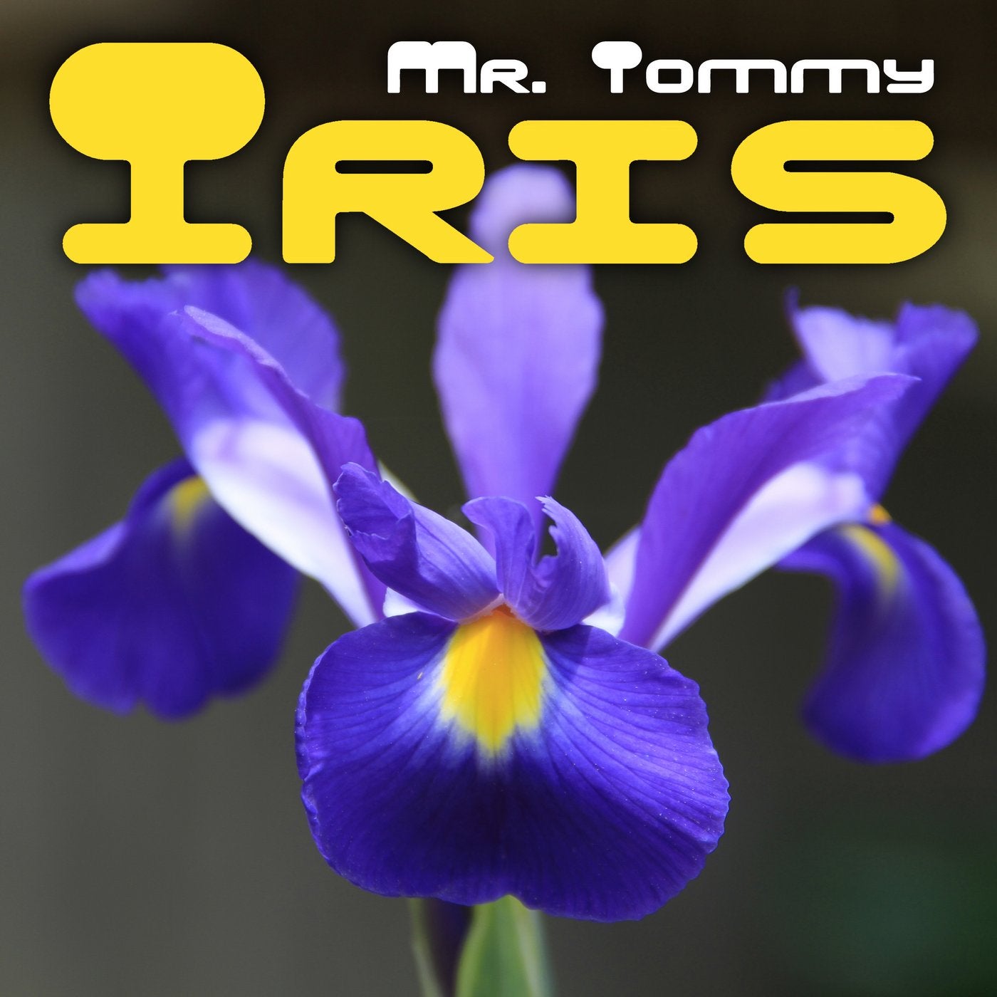 Iris