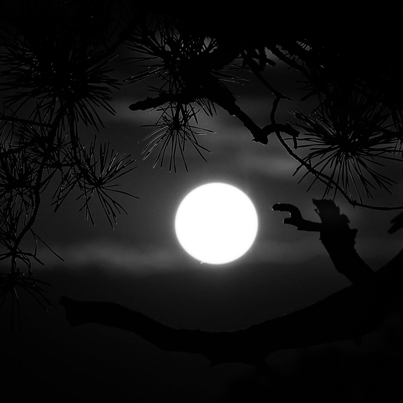 Midnight Musing
