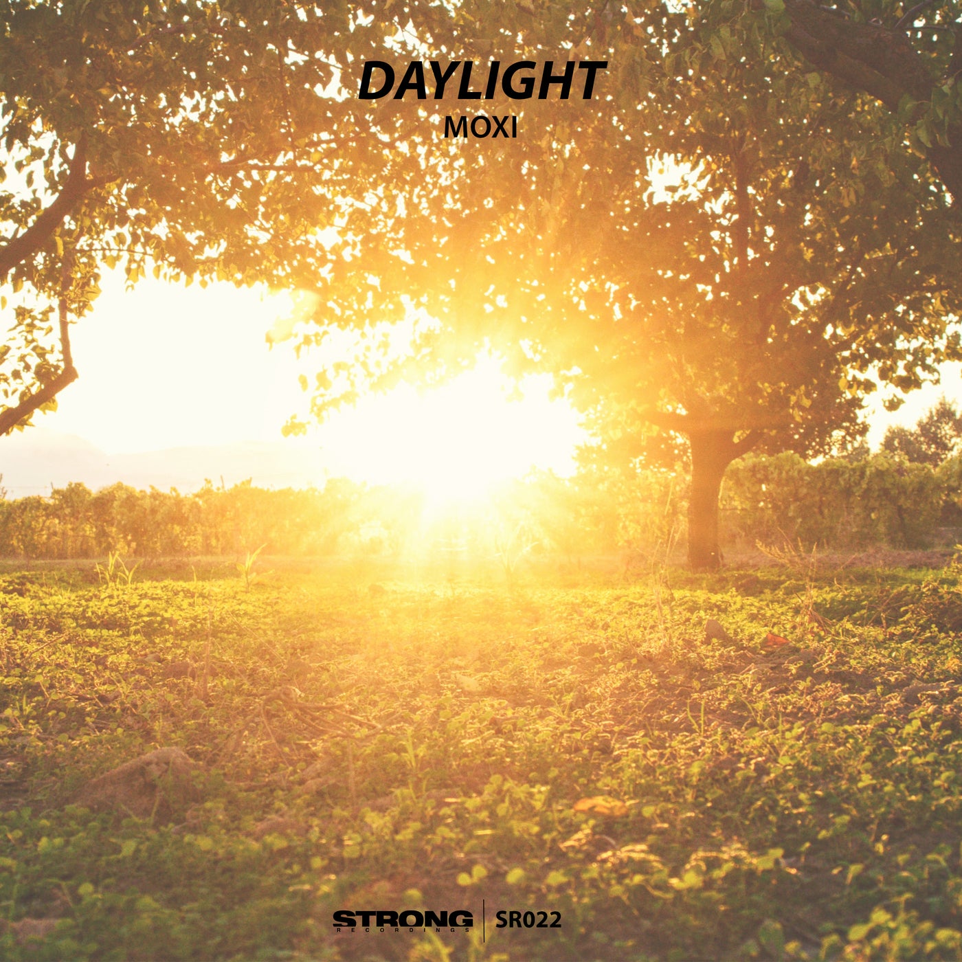 Daylight