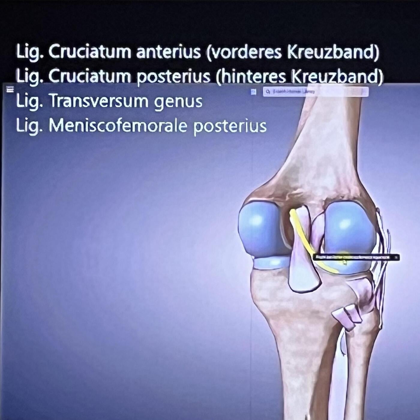 ARTICULATIO GENUS vol. 3