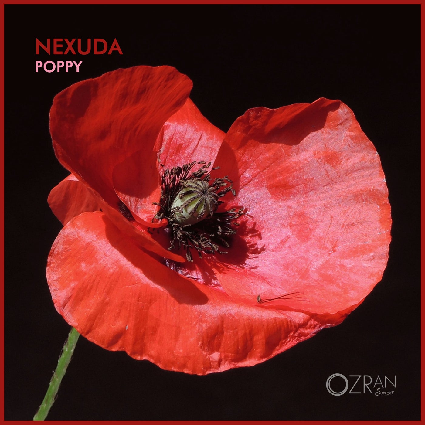 Poppy