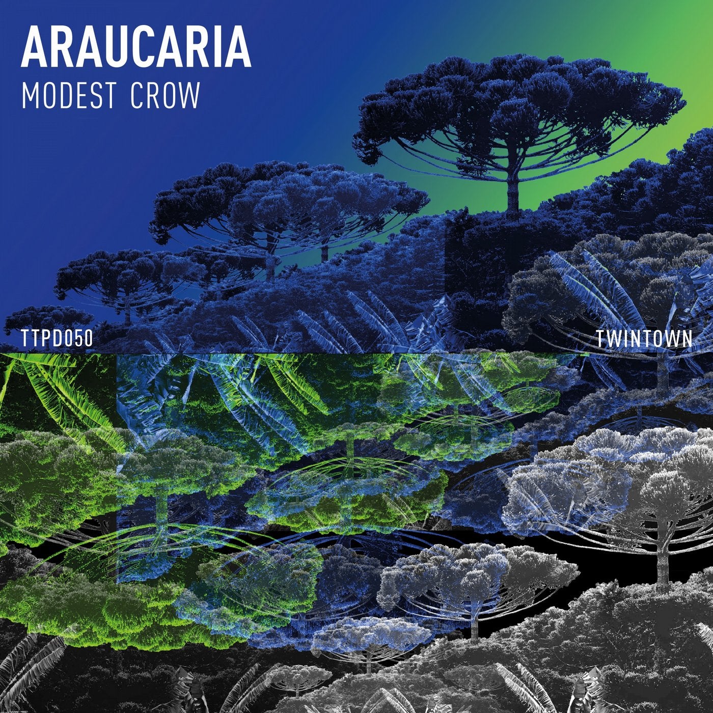 Araucaria