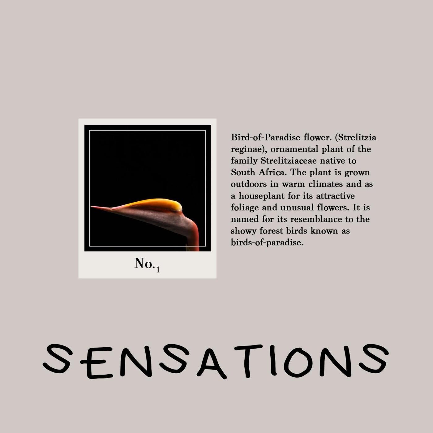 Sensations