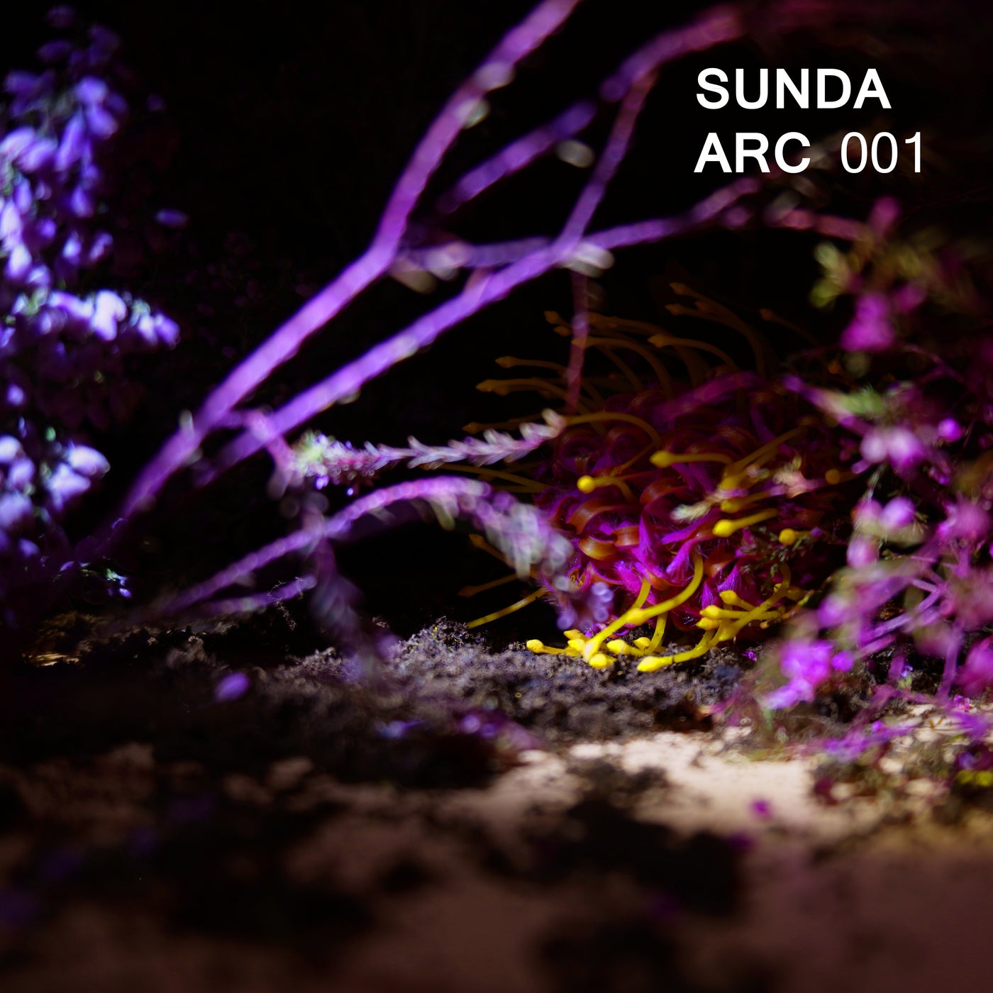 SUNDA ARC 001