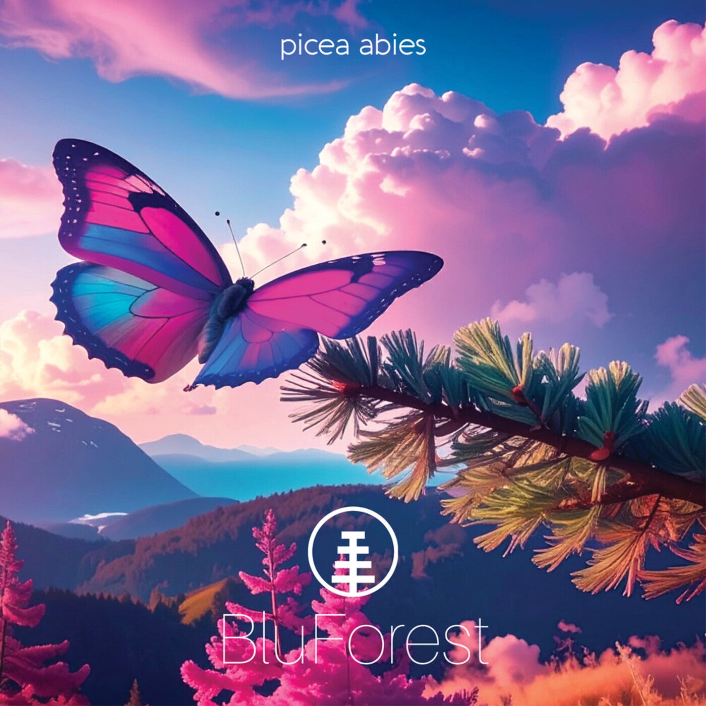 picea abies