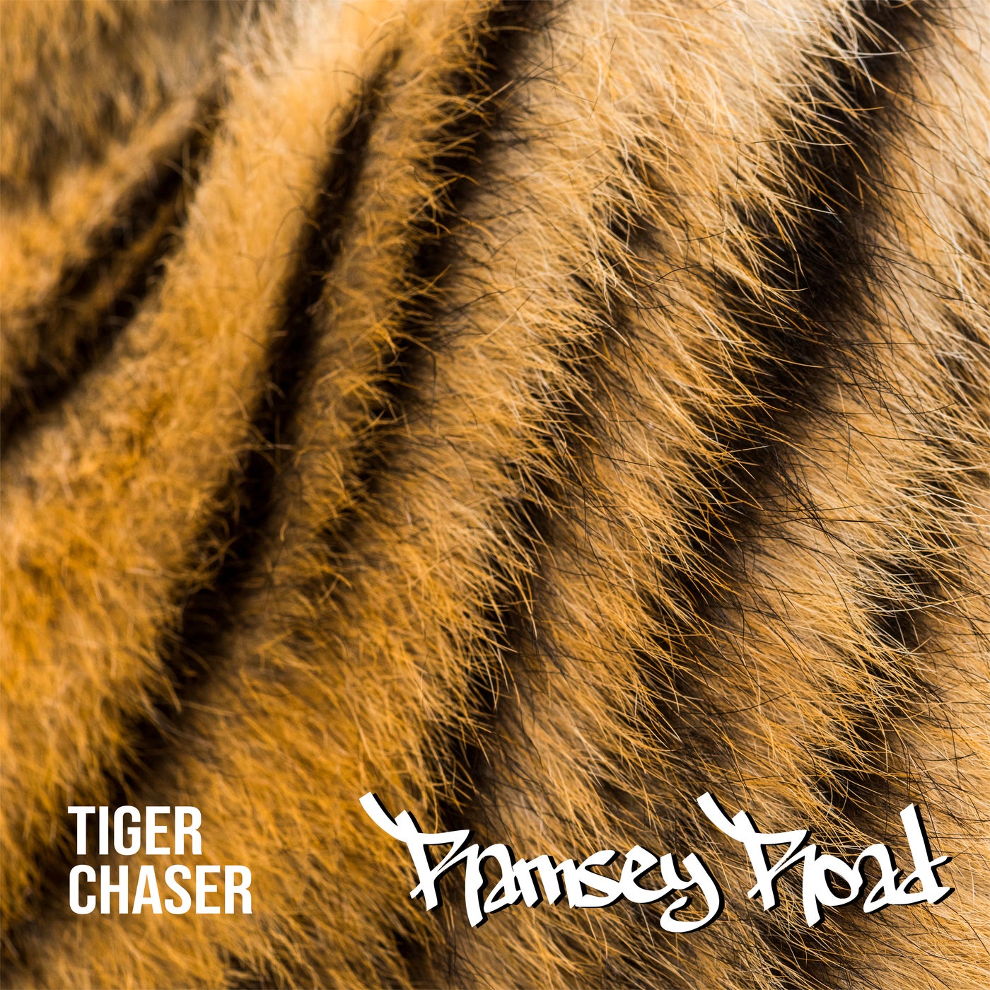 tiger chaser