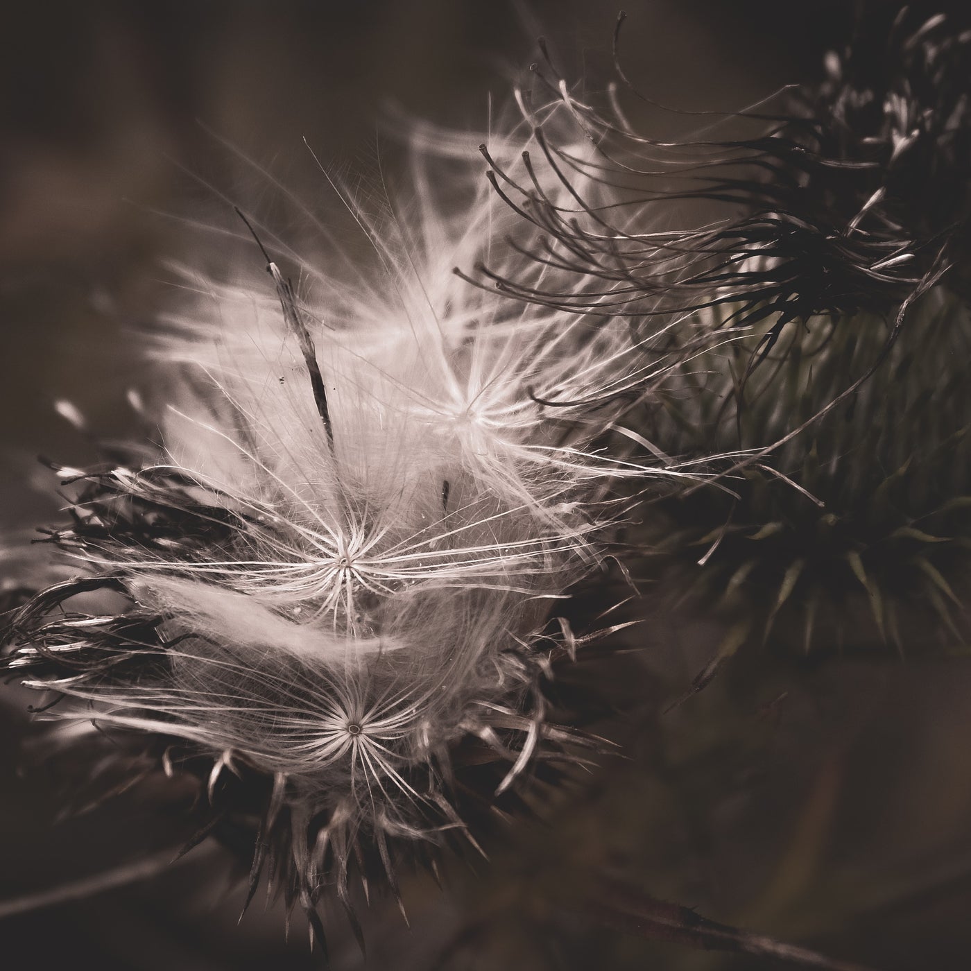 Thistledown