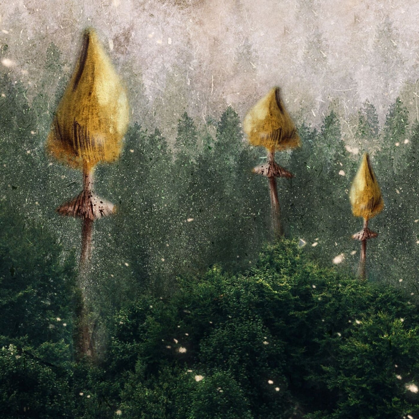 Fungi
