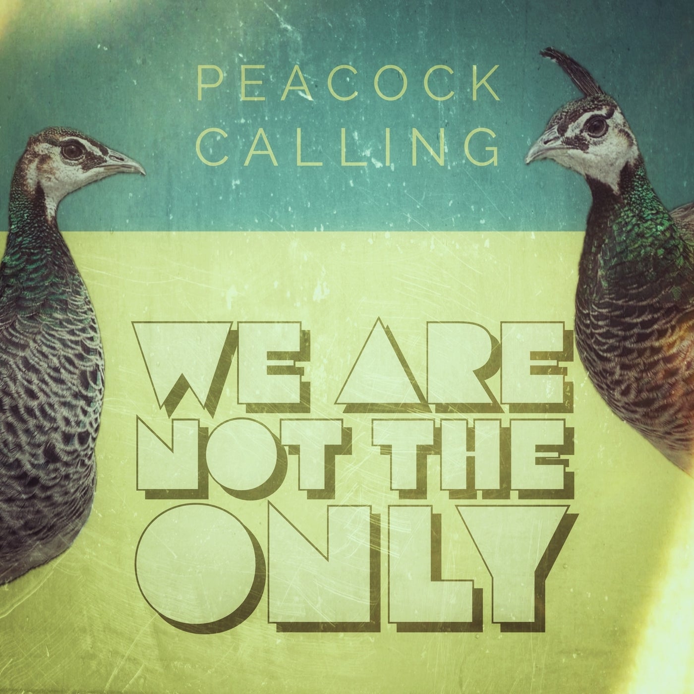 Peacock Calling