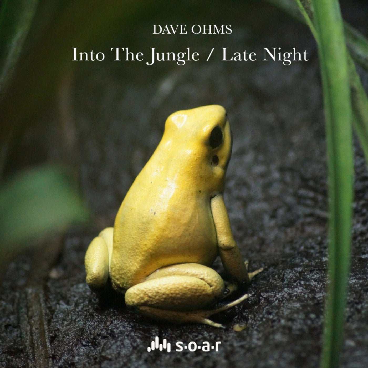 Into The Jungle / Late Night