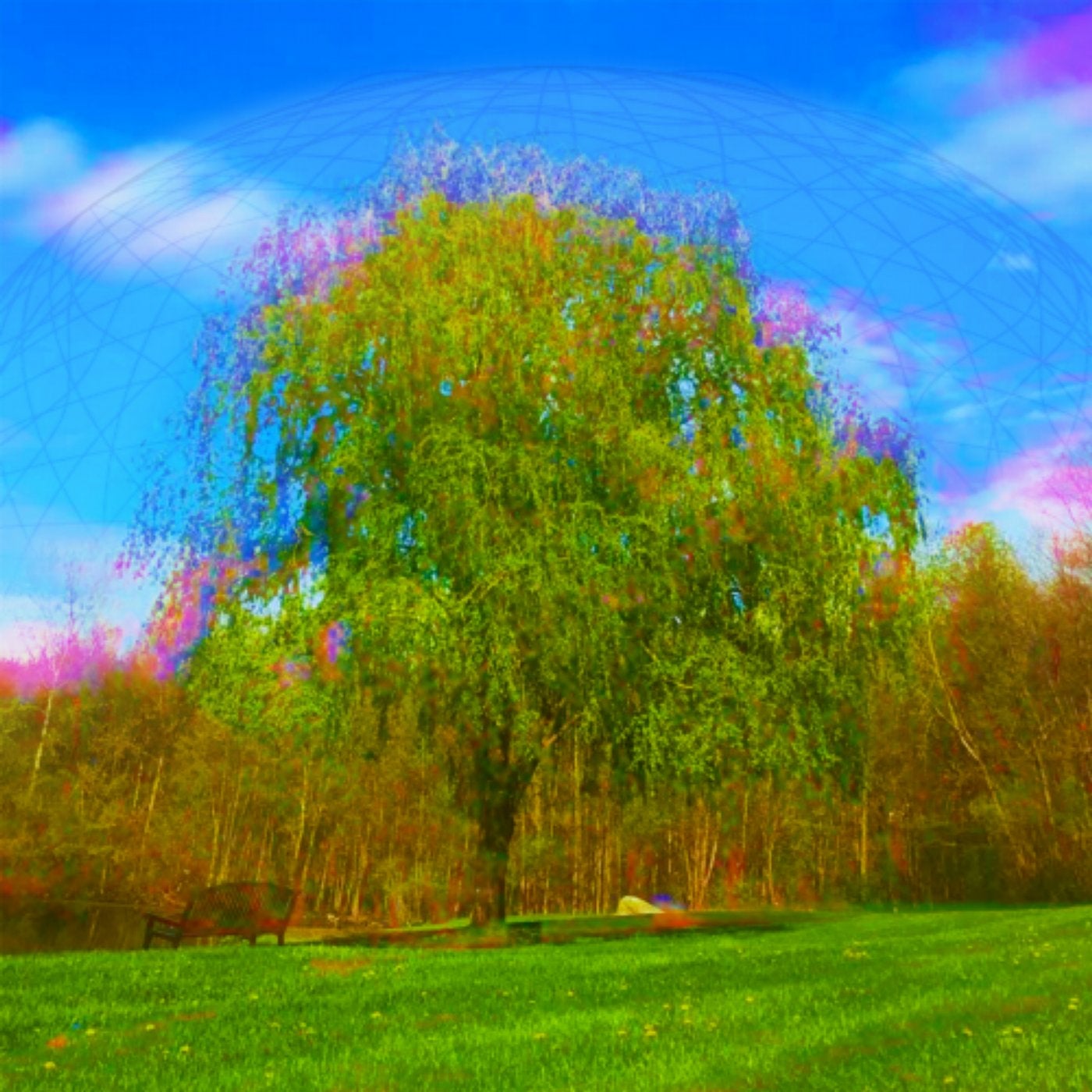 Willow Tree (feat. Tori Ciarcia)