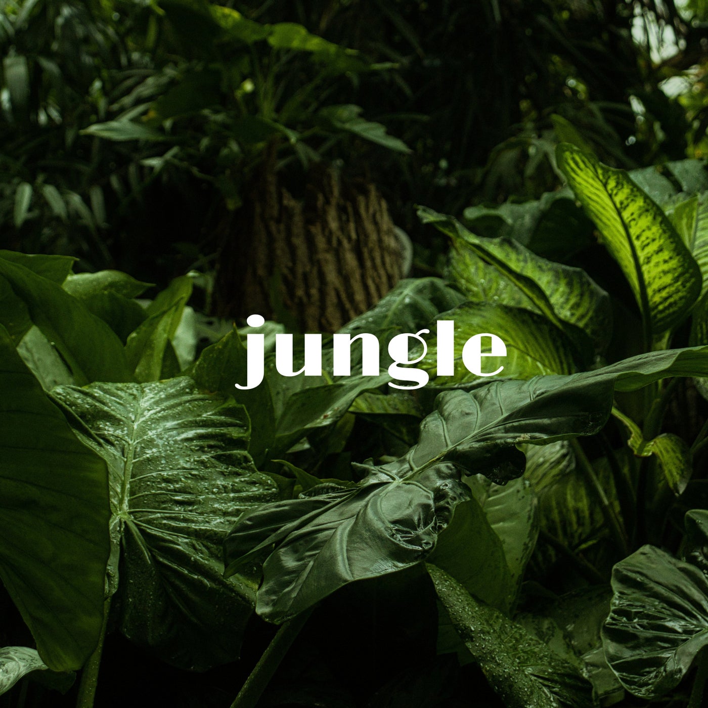 Jungle