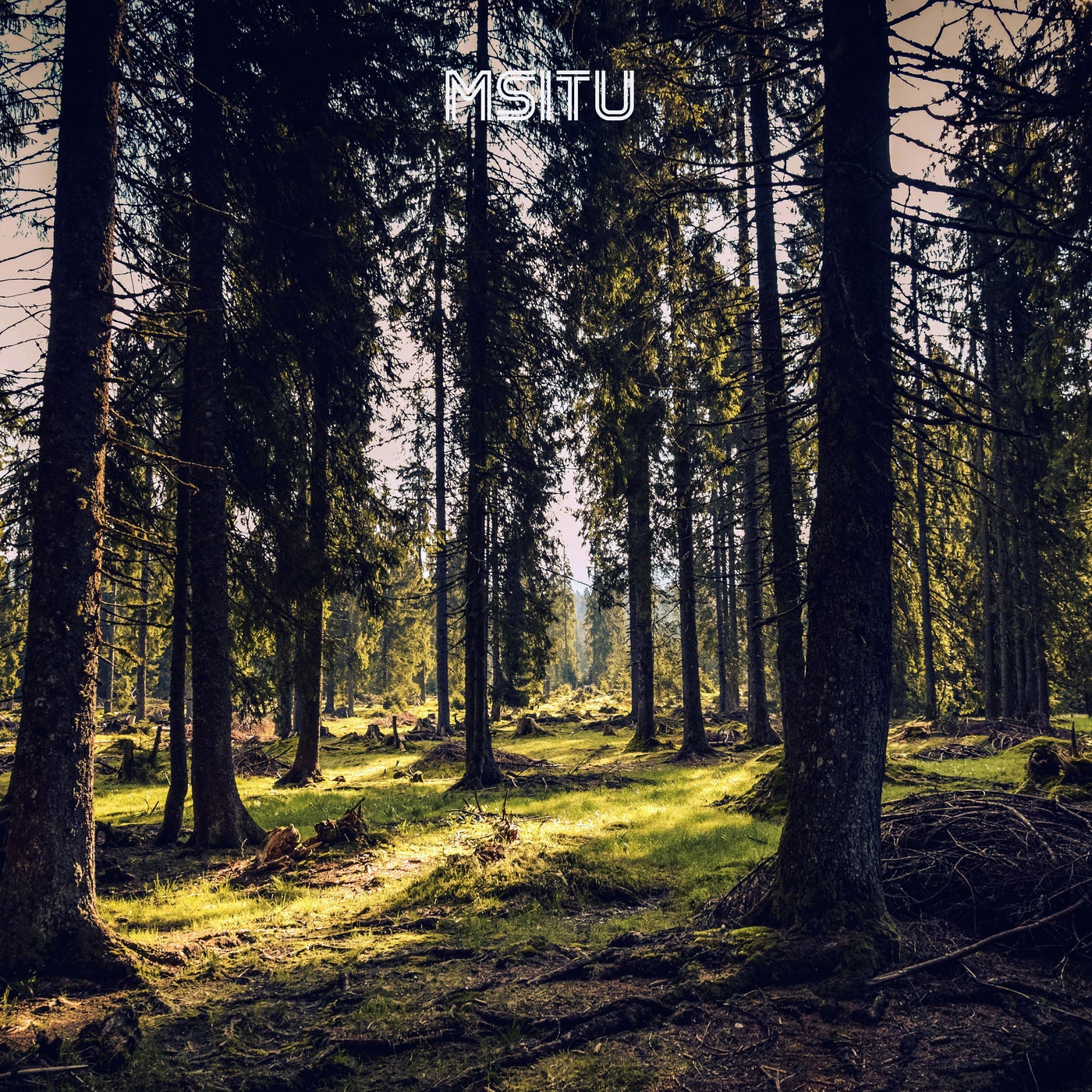 Msitu