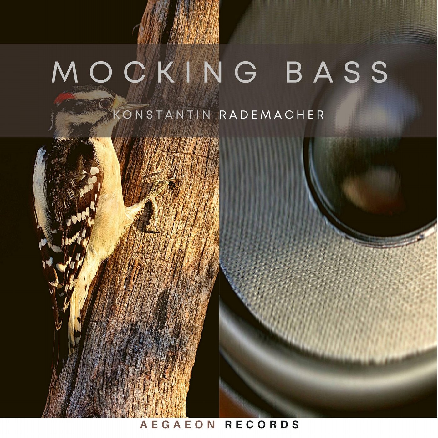 Mocking Bass