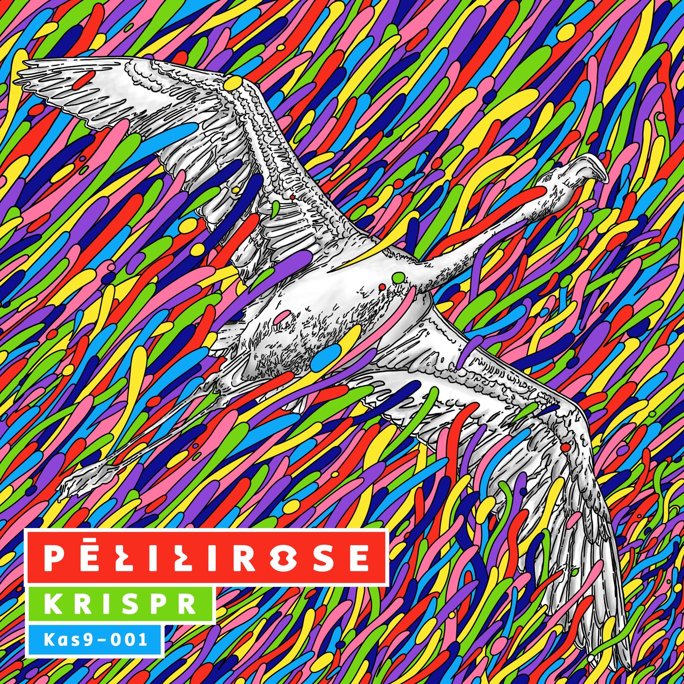 Pélilirose