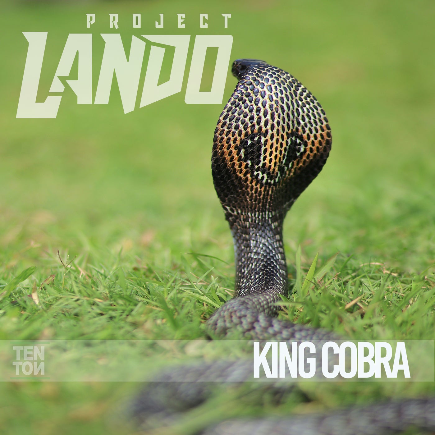 King Cobra