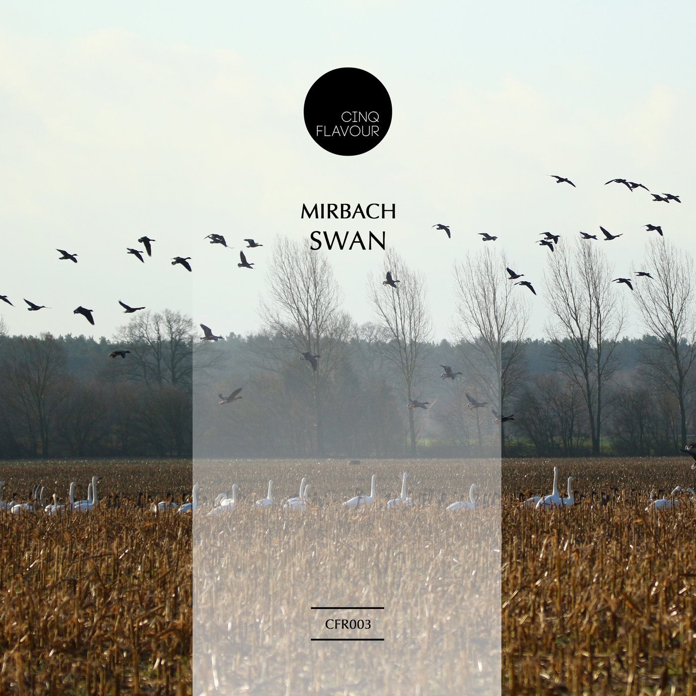 Swan