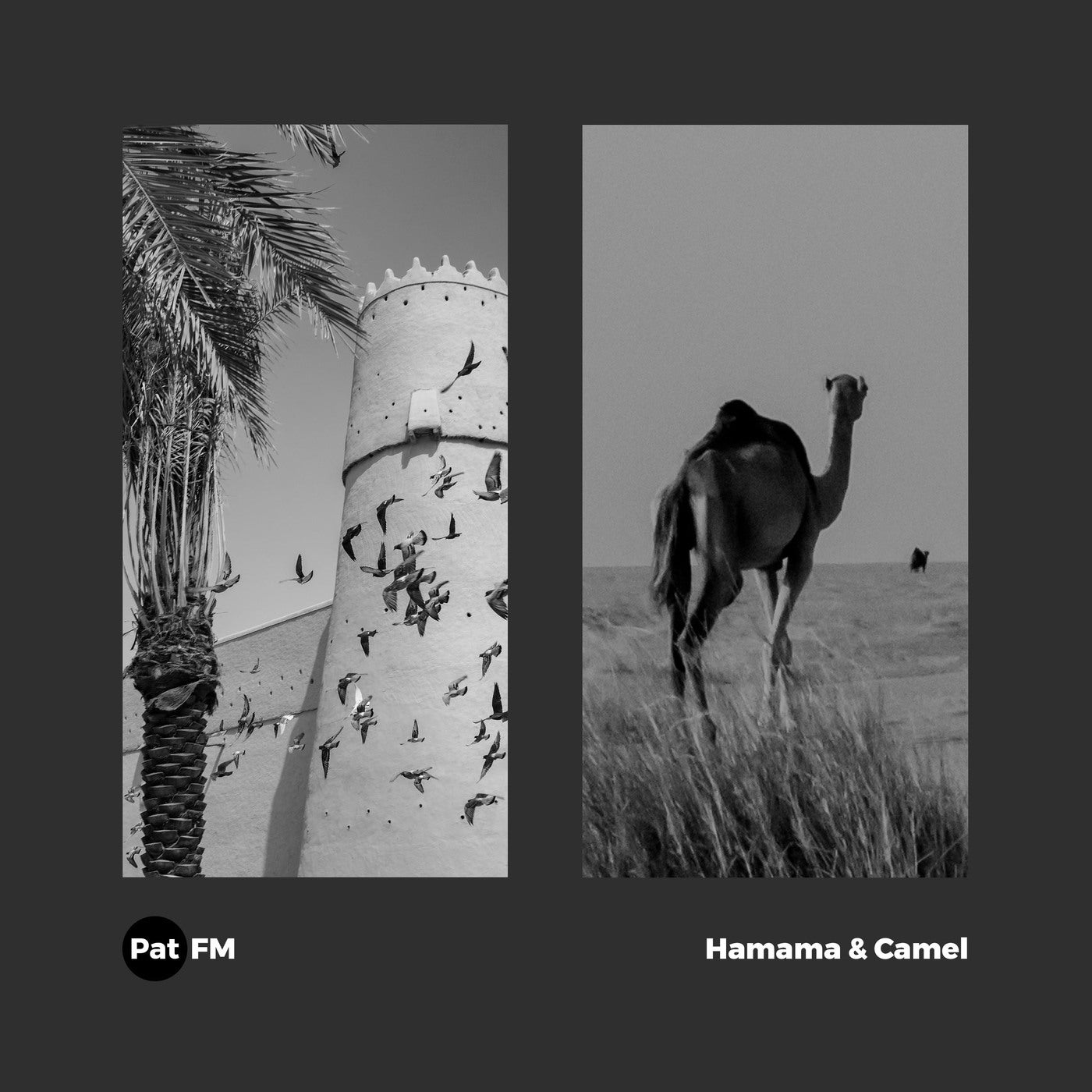 Hamama & Camel