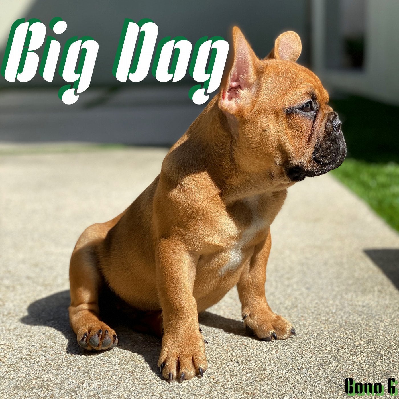 Big Dog