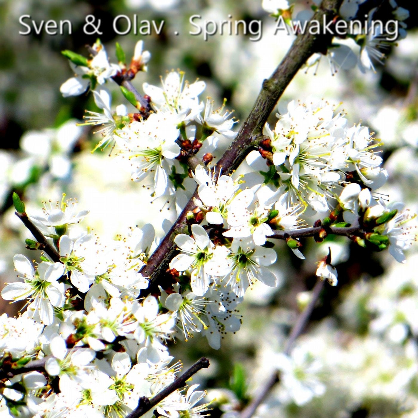 Spring Awakening (Radio Mix)