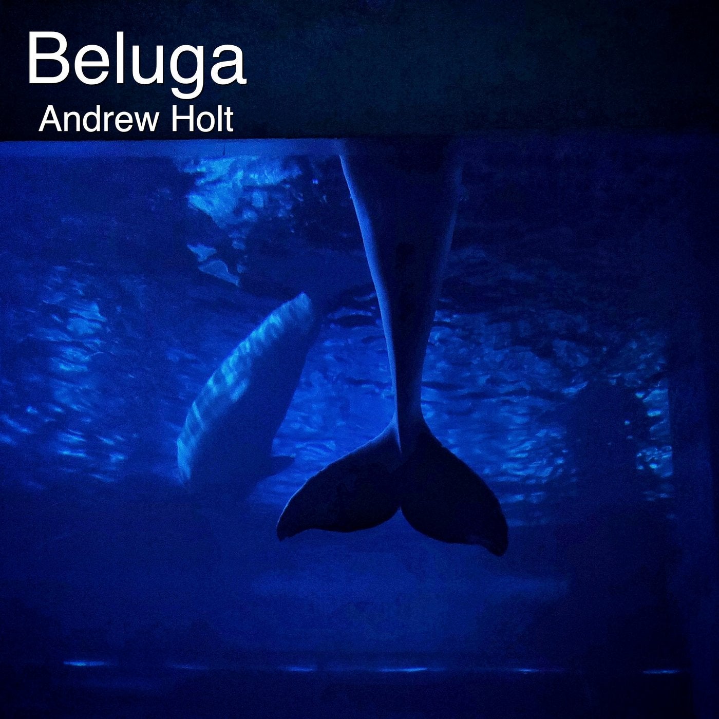 Beluga