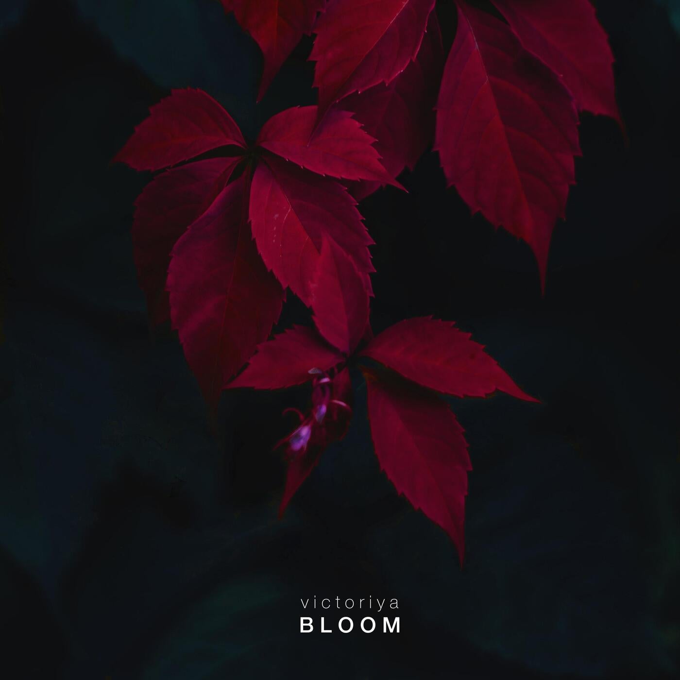 Bloom