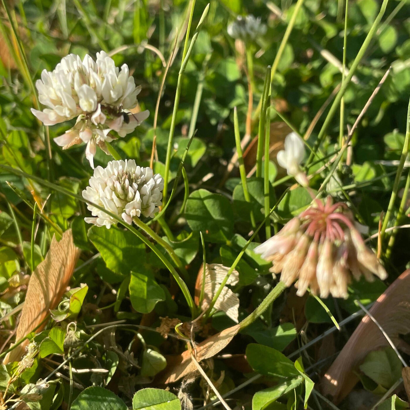 Das ist Januar (Spring Clover version)