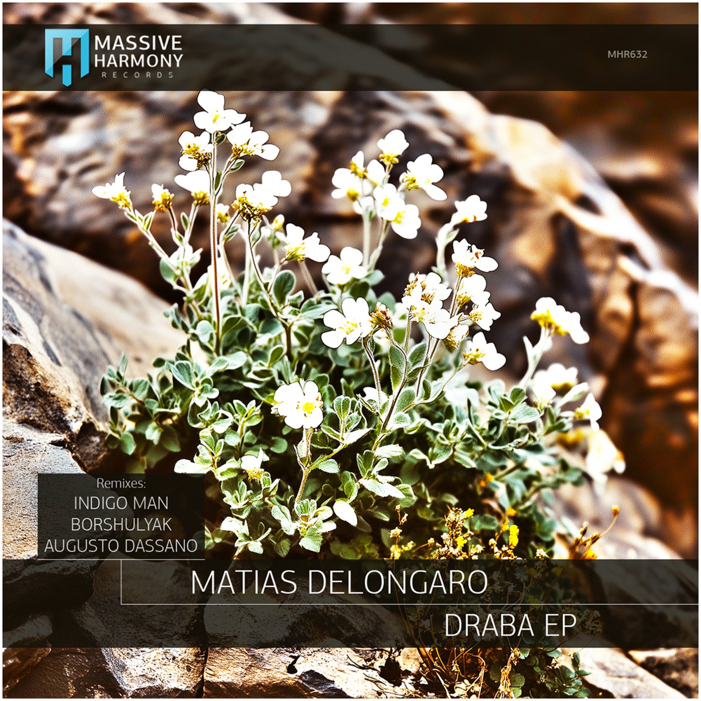Draba