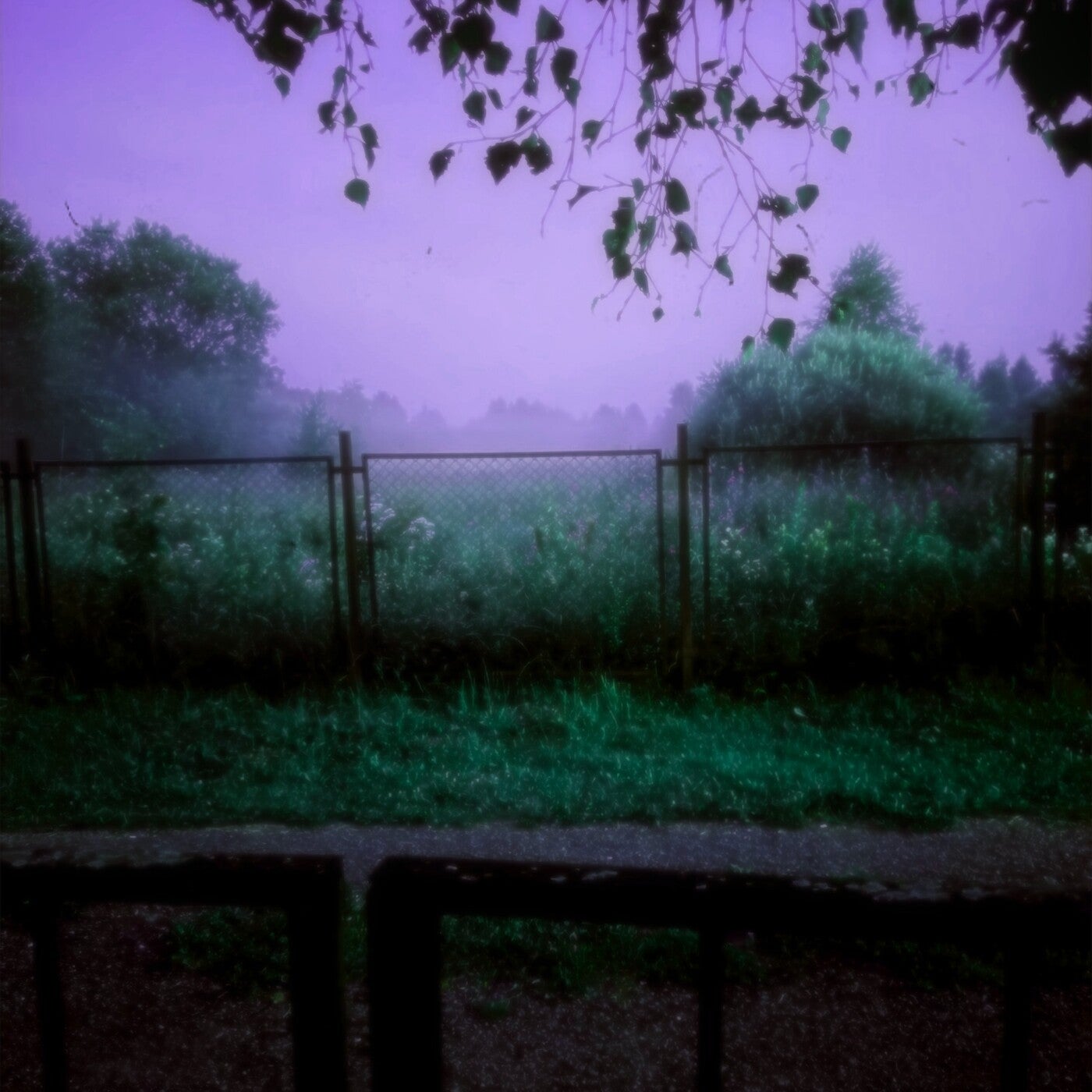 Purple Forest